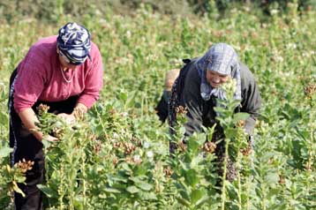 Δραματική μείωση του εισοδήματος των Ελλήνων γεωργών στη δεκαετία δείχνουν τα στοιχεία