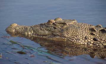 Οι αλιγάτορες χρησιμοποιούν τα εσωτερικά τους όργανα ως «πηδάλιο»