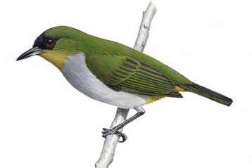 Νέο είδος πουλιού αναγνωρίστηκε στην Ινδονησία