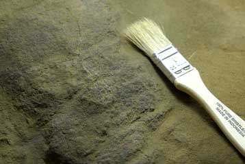 Μοναδικός μουμιοποιημένος δεινόσαυρος έρχεται στο φως στις ΗΠΑ