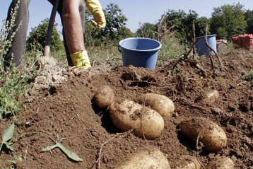 Η Τράπεζα Σπόρων Αιγαίου παρακαταθήκη σπάνιων ποικιλιών