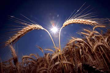 H προώθηση των βιοκαυσίμων θα φέρει ελλείψεις σε τρόφιμα, εκτιμά η Nestle