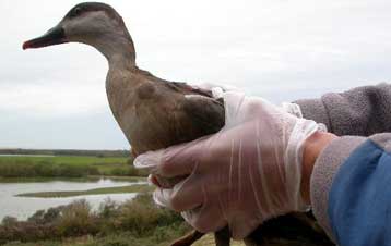 Σε αυξημένη ετοιμότητα για τη γρίπη των πτηνών η περιοχή του Έβρου