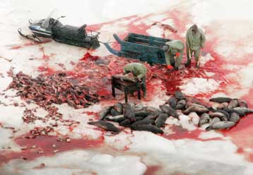 Μέτρα κατά του Καναδά εξετάζει η ΕΕ λόγω του κυνηγιού φώκιας