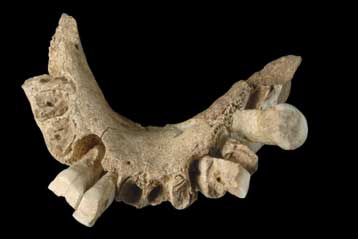 Η Ευρώπη κατοικήθηκε πολύ νωρίτερα απ ό,τι είχε εκτιμηθεί