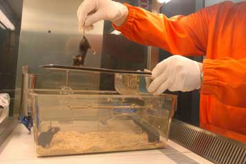 Πειραματική ουσία θεραπεύει την κίρρωση του ήπατος σε ποντίκια