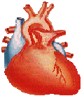 Καρδιακές αρρυθμίες