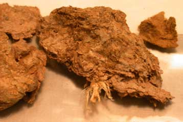 Σπάνιες κοπρολογικές ενδείξεις για τους πρώτους κατοίκους της Αμερικής