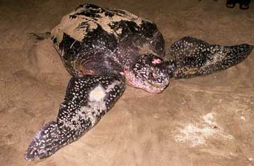 Παλαιστίνιοι έφαγαν θαλάσσια χελώνα ως… αφροδισιακό