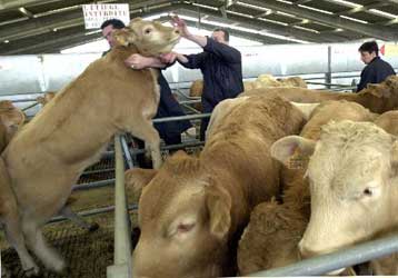 Δύο θύματα από τη «νόσο των τρελών αγελάδων» στην Ισπανία