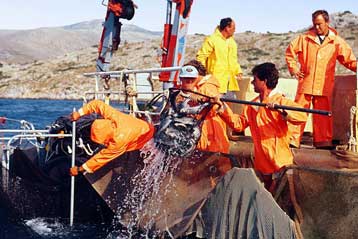 Αναστέλλεται η απορρόφηση των Seafarm Ionian, Αλπίνο και A-Sea από τη Νηρεύς
