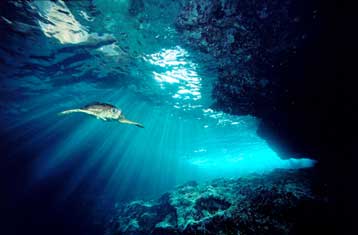 Ο βυθός της θάλασσας κινδυνεύει να μετατραπεί σε βασίλειο της πλαστικής σακούλας