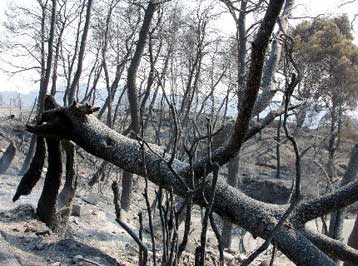 Υπεγράφη η υπουργική απόφαση για οικονομικές ενισχύσεις στους πυρόπληκτους παραγωγούς