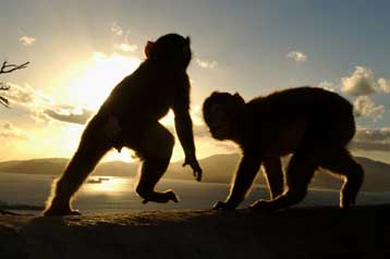 Ομάδα «αφηνιασμένων» μακάκων θανατώνεται στο Γιβραλτάρ