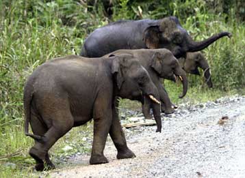 H βασιλική καταγωγή του πυγμαίου ελέφαντα της Βόρνεο