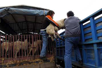Χωρίς αποτέλεσμα η συνάντηση εμπόρων-κτηνοτρόφων για την τιμή του οβελία