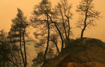 Περίπου 5 δις ευρώ κόστισαν οι δασικές πυρκαγιές του 2007