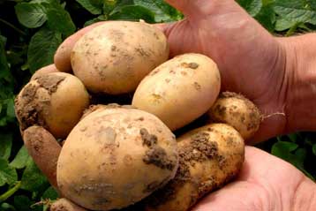 Πιέσεις στην ΕΕ για την έγκριση της πρώτης «μεταλλαγμένης» πατάτας