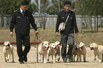 Κλωνοποιημένους σκύλους προσέλαβαν τα τελωνεία της Ν.Κορέας