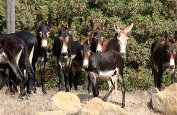 Κινητοποίηση για την σωτηρία των γαϊδουριών της Κύπρου