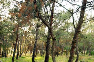 Διοικητικό πρόστιμο στη ΔΕΗ για την κοπή δένδρων στη Μεγαλόπολη