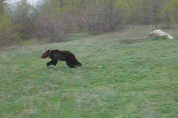 Ακόμα ένα αρκουδάκι έσωσε ο Αρκτούρος κοντά στο Νυμφαίο
