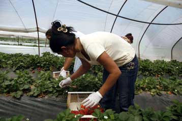 Παρέμβαση του Συνηγόρου του Πολίτη για τους εργάτες γης της Νέας Μανωλάδας