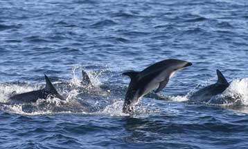 Συμμαχία για την προστασία των κητωδών της Μεσογείου
