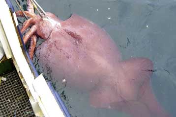 Το μεγαλύτερο καλαμάρι του κόσμου βγαίνει από την κατάψυξη