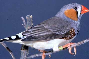 Ορισμένα πουλιά μαθαίνουν να τραγουδούν όπως τα μωρά μαθαίνουν να μιλούν