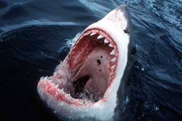 Αυστραλός κολυμβητής έβγαλε το μάτι λευκού καρχαρία