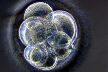 Το πρώτο γενετικά τροποποιημένο ανθρώπινο έμβρυο