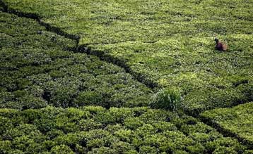 Θετικές, κατά τον ΟΟΣΑ, για την αφρικανική παραγωγή οι υψηλές τιμές των τροφίμων