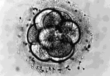 Γενετική ανάλυση αναγνωρίζει τα καλύτερα έμβρυα στην εξωσωματική