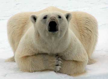 Στη λίστα των απειλούμενων ειδών η πολική αρκούδα