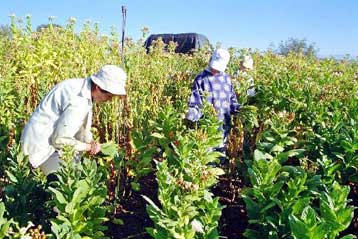 Συνέχιση της καταβολής ενισχύσεων στους καπνοπαραγωγούς έως το 2012