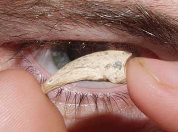 Ξαναζωντανεύουν οι δεινόσαυροι μέσω της επανενεργοποίησης γονιδίων