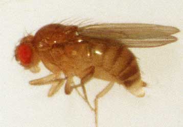 Μύγες και έντομα στο πλευρό της αστυνομίας για την εξιχνίαση δολοφονιών