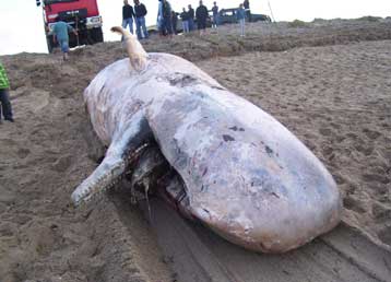 Φάλαινα μήκους 15,5 μέτρων εκβράστηκε στην Κεφαλονιά