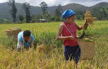 Limit down για την τιμή του ρυζιού μετά την άρση απαγόρευσης εξαγωγών
