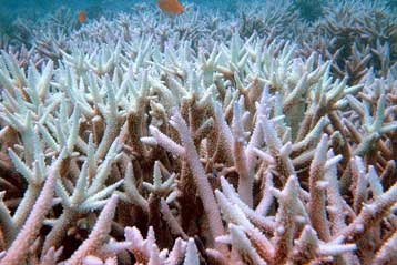 Προϊστόρικό ψάρι και το έμβρυό του ανακάλυψαν Αυστραλοί επιστήμονες