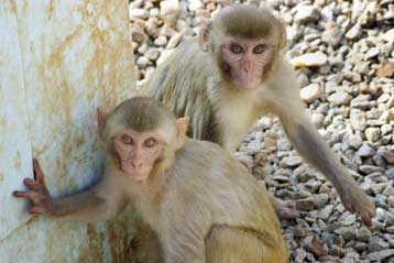 Πίθηκοι κατάφεραν να κινήσουν τα προσθετικά μέλη τους