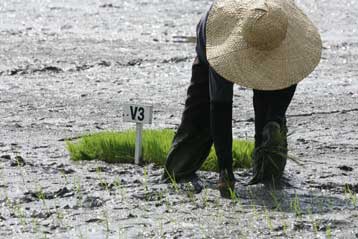 Λύσεις για την επισιτιστική κρίση αναζητά η διεθνής κοινότητα από τη Ρώμη