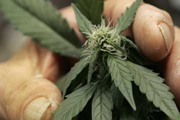 H βαριά χρήση  κάνναβης «συρρικνώνει περιοχές του εγκεφάλου»