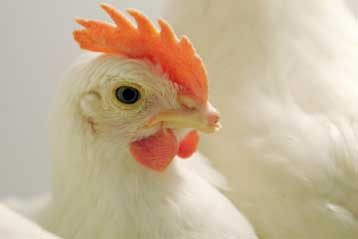 «Όχι» των ειδικών της ΕΕ στα χλωριωμένα κοτόπουλα από ΗΠΑ