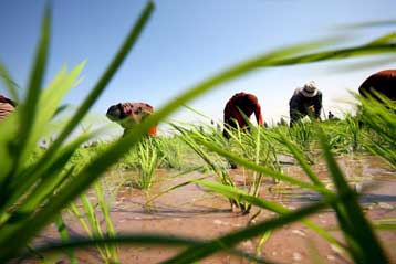 Πάνω από 15 δισ. δολάρια ετησίως απαιτεί η ενίσχυση της παραγωγής τροφίμων, λέει ο ΟΗΕ
