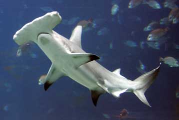 Οι καρχαρίες της Μεσογείου κολυμπούν προς την εξαφάνιση