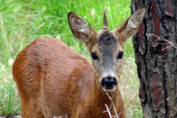 Ένας «μονόκερως» βόσκει σε πάρκο της Ιταλίας