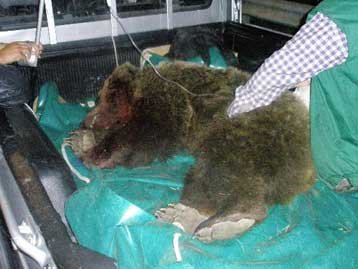 Αρκούδα τραυματίστηκε βαριά στην προσπάθεια να σώσει το μικρό της