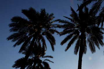 Εξαφανισμένο είδος χουρμαδιάς ξαναφυτρώνει από σπόρο 2.000 ετών